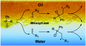 Graphical abstract: Probing the first steps of photoinduced free radical polymerization at water–oil interfaces