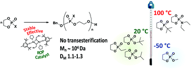 Graphical abstract: Controlled ring-opening polymerisation of cyclic phosphates, phosphonates and phosphoramidates catalysed by heteroleptic BHT-alkoxy magnesium complexes