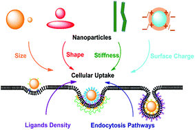 Graphical abstract: Entry of nanoparticles into cells: the importance of nanoparticle properties