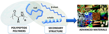 Graphical abstract: Secondary structures of synthetic polypeptide polymers