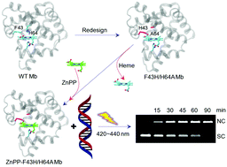 Graphical abstract: Photo-induced DNA cleavage by zinc-substituted myoglobin with a redesigned active center