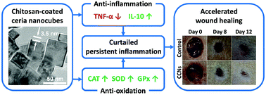 Graphical abstract: Chitosan-coated cerium oxide nanocubes accelerate cutaneous wound healing by curtailing persistent inflammation