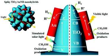 Graphical abstract: Spiky nanohybrids of TiO2/Au nanorods for enhanced hydrogen evolution and photocurrent generation