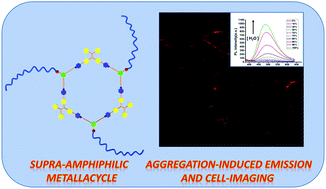 Graphical abstract: A tetraphenylethylene (TPE)-based supra-amphiphilic organoplatinum(ii) metallacycle and its self-assembly behaviour