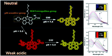 Graphical abstract: A pH-sensitive multifunctional fluorescent probe based on N-annulated perylene for the sensitive and selective detection of hypochlorous acid