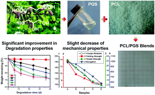 Graphical abstract: A green pathway to adjust the mechanical properties and degradation rate of PCL by blending bio-sourced poly(glycerol-succinate) oligoesters