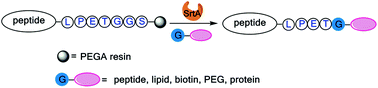 Graphical abstract: Sortase A-mediated on-resin peptide cleavage and in situ ligation: an efficient one-pot strategy for the synthesis of functional peptides and proteins