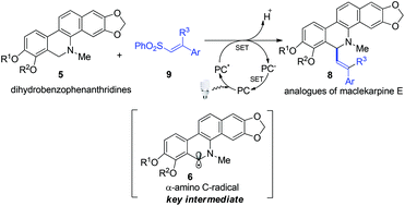 Graphical abstract: Visible light photoredox catalyzed semisynthesis of the analogues of maclekarpine E: a series of 6-vinyl substituted dihydrobenzophenanthridine alkaloids