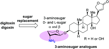 Graphical abstract: Gold-catalyzed diversified synthesis of 3-aminosugar analogues of digitoxin and digoxin
