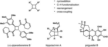 Graphical abstract: Catalytic approaches to assemble cyclobutane motifs in natural product synthesis