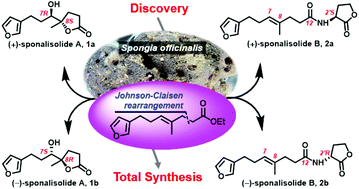 Graphical abstract: Racemic trinorsesquiterpenoids from the Beihai sponge Spongia officinalis: structure and biomimetic total synthesis
