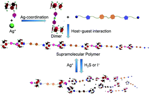 Graphical abstract: A H2S and I− dual-responsive supramolecular polymer constructed via pillar[5]arene-based host–guest interactions and metal coordination