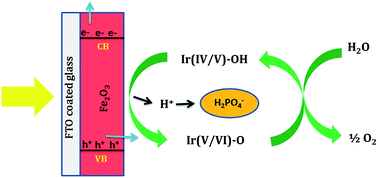 Graphical abstract: Ir-phosphate cocatalyst for photoelectrochemical water oxidation using α-Fe2O3