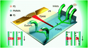 Graphical abstract: Acoustic impedance-based manipulation of elastic microspheres using travelling surface acoustic waves