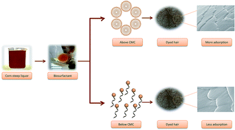 Graphical abstract: Influence of micelle formation on the adsorption capacity of a biosurfactant extracted from corn on dyed hair