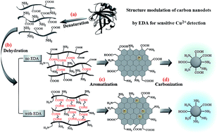 Graphical abstract: Protein-derived carbon nanodots with an ethylenediamine-modulated structure as sensitive fluorescent probes for Cu2+ detection