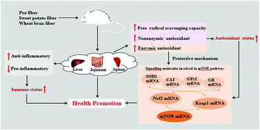 Graphical abstract: Effects of dietary fiber on the antioxidant capacity, immune status, and antioxidant-relative signaling molecular gene expression in rat organs