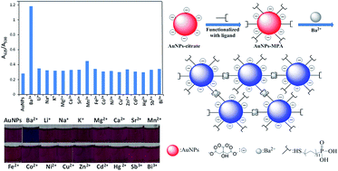 Graphical abstract: Selective and colorimetric detection of Ba2+ ions in aqueous solutions using 11-mercaptoundecylphosphonic acid functionalized gold nanoparticles