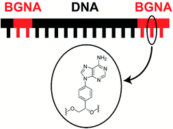 Graphical abstract: Benzene-glycol nucleic acid (BGNA)–DNA chimeras: synthesis, binding properties, and ability to elicit human RNase H activity