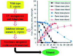 Graphical abstract: Enhanced fuel ethanol production from rice straw hydrolysate by an inhibitor-tolerant mutant strain of Scheffersomyces stipitis