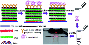 Graphical abstract: Selective capture and rapid identification of E. coli O157:H7 by carbon nanotube multilayer biosensors and microfluidic chip-based LAMP