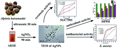 Graphical abstract: Green synthesis of silver nanoparticles using seed extract of Alpinia katsumadai, and their antioxidant, cytotoxicity, and antibacterial activities