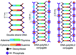 Graphical abstract: Effect of metal–metal distance in Ni(ii)-based metallo-supramolecular polymers: DNA binding and cytotoxicity