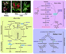 Graphical abstract: Regulation of fatty acid and flavonoid biosynthesis by miRNAs in Lonicera japonica
