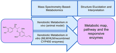 Graphical abstract: Metabolic profiling of myrislignan by UPLC-ESI-QTOFMS-based metabolomics