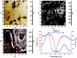 Graphical abstract: Investigation of micro- and nanoscale barrier layer capacitance mechanisms of conductivity in CaCu3Ti4O12 via scanning probe microscopy technique