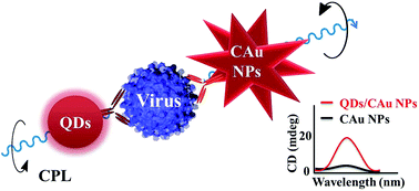 Graphical abstract: Self-assembled star-shaped chiroplasmonic gold nanoparticles for an ultrasensitive chiro-immunosensor for viruses