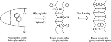 Graphical abstract: Effect of xylose on the structural and physicochemical properties of peanut isolated protein based films
