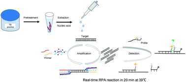 Graphical abstract: Establishment of a rapid and sensitive method based on recombinase polymerase amplification to detect mts90, a new molecular target of Mycobacterium tuberculosis