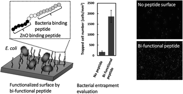 Graphical abstract: Screening of bacteria-binding peptides and one-pot ZnO surface modification for bacterial cell entrapment