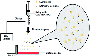 Graphical abstract: Development of a bio-electrospray system for cell and non-viral gene delivery