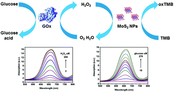Graphical abstract: Mixed-solvent liquid exfoliated MoS2 NPs as peroxidase mimetics for colorimetric detection of H2O2 and glucose