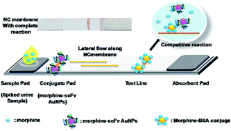 Graphical abstract: A gold nanoparticle-single-chain fragment variable antibody as an immunoprobe for rapid detection of morphine by dipstick