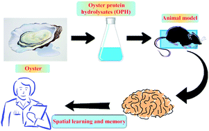 Graphical abstract: Effect and mechanism of oyster hydrolytic peptides on spatial learning and memory in mice