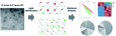 Graphical abstract: Comparative lipidomic profiling of the human commensal bacterium Propionibacterium acnes and its extracellular vesicles