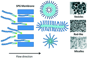 Graphical abstract: Synthesis of polymeric nano-objects of various morphologies based on block copolymer self-assembly using microporous membranes