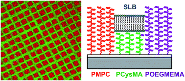 Graphical abstract: Micrometre and nanometre scale patterning of binary polymer brushes, supported lipid bilayers and proteins