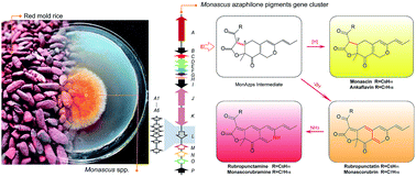 Graphical abstract: Orange, red, yellow: biosynthesis of azaphilone pigments in Monascus fungi