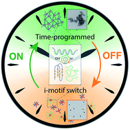 Graphical abstract: Temporal control of i-motif switch lifetimes for autonomous operation of transient DNA nanostructures