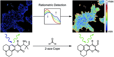 Graphical abstract: A 2-aza-Cope reactivity-based platform for ratiometric fluorescence imaging of formaldehyde in living cells