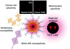 Graphical abstract: Functionalized AIE nanoparticles with efficient deep-red emission, mitochondrial specificity, cancer cell selectivity and multiphoton susceptibility