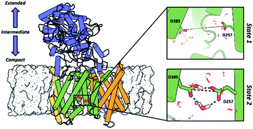 Graphical abstract: Characterizing the structural ensemble of γ-secretase using a multiscale molecular dynamics approach