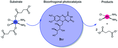 Graphical abstract: Riboflavin as a bioorthogonal photocatalyst for the activation of a PtIV prodrug