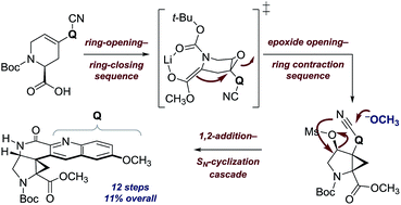 Graphical abstract: A complex stereochemical relay approach to the antimalarial alkaloid ocimicide A1. Evidence for a structural revision