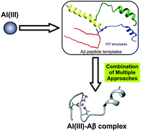 Graphical abstract: Elucidating the 3D structures of Al(iii)–Aβ complexes: a template free strategy based on the pre-organization hypothesis