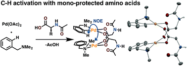 Graphical abstract: Mono-N-protected amino acid ligands stabilize dimeric palladium(ii) complexes of importance to C–H functionalization